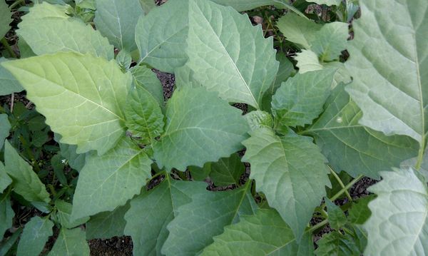 烏甜仔菜洗淨。