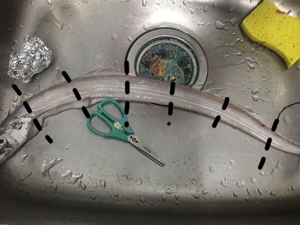 將白帶魚用剪刀去頭去尾切段