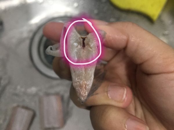 再來最重要的就是 除了腸子拿掉之外，下面還有一個膜，把它剪開！

⚠️腥味來源之一
⚠️通常攤販只會幫你處理腸子