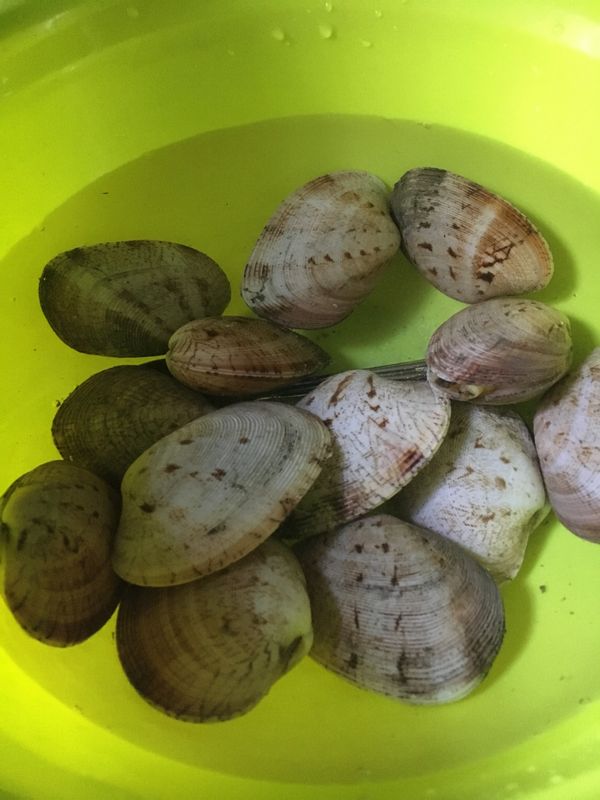 2. 大蜆放在鹽水中吐沙約2小時，用清水洗淨，瀝乾水份。