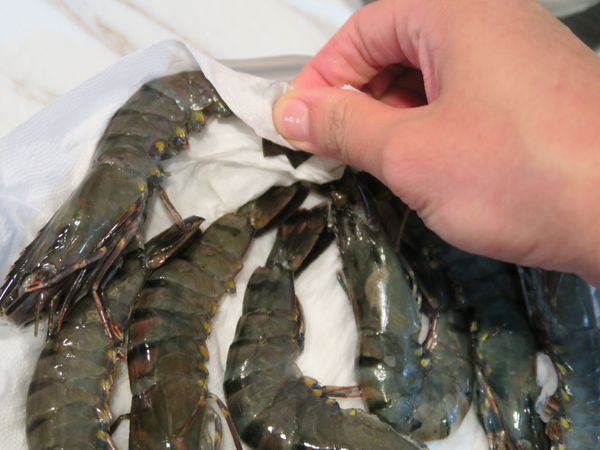 用紙巾吸乾蝦子多餘的水份，尤其蝦尾的部分需加強