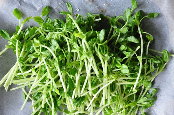 取一張料理紙，鋪上小豆苗，撒上少許研磨香料鹽。