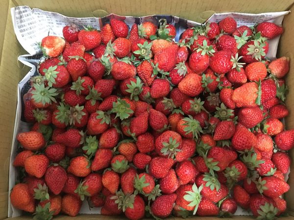 我的果醬食材比例如下：
1.草莓100%、2.貳砂(冰糖或白砂糖)25%、3.檸檬5%。
這次2斤半的草莓是1500克，所以糖是375克，檸檬75克。(大約即可)