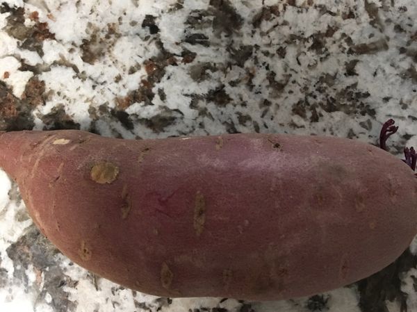 地瓜我沒去皮直接洗好去蒸（因為我選比較小型的地瓜比較好蒸軟）