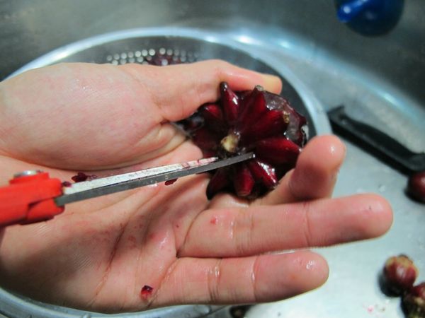 步驟1.拿刀子或是剪刀去處理洛神花的籽。