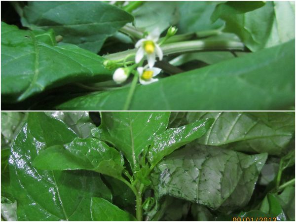 最主要的材料是這龍葵（黑甜仔菜）,
我們這路邊常看見,
開白色小花,果實是綠色或紫色的.
龍葵清熱解毒,
不能直接生食，只要經過烹煮
就可以安心食用。