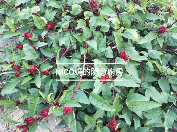 洛神花在樹上的樣子