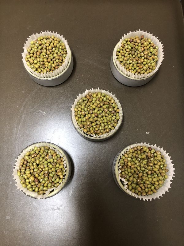 鬆弛完成後墊上烤焙紙，上面再倒滿綠豆、紅豆、黃豆或重石都可以，準備進爐烘烤成半熟的狀態