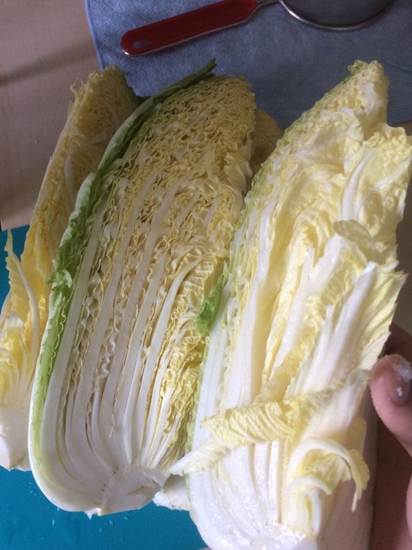 將白菜切成1/4等份，每頁均勻抹上鹽巴