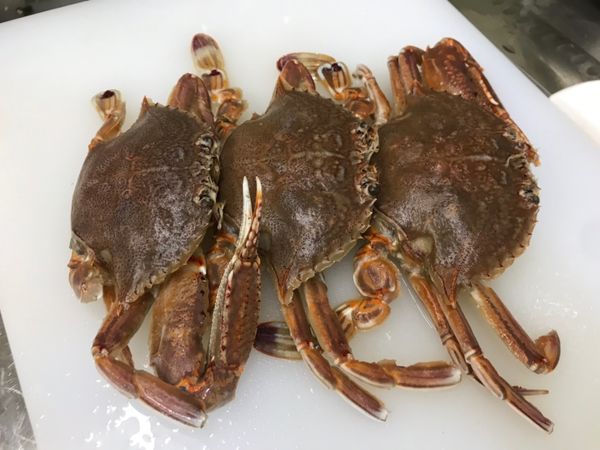 野生澎湖扁蟹。