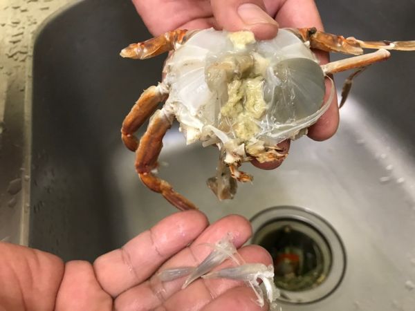 扁蟹的鰓去除。