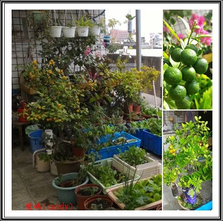 １顆圓金桔年年都滿長了金桔，自己栽種的不僅美觀實用(過年-大吉大利)，結實累累的金桔成熟觀賞完後還可食用，最有機的水果。
https://www.youtube.com/watch?v=vf1Pq6ppG0s