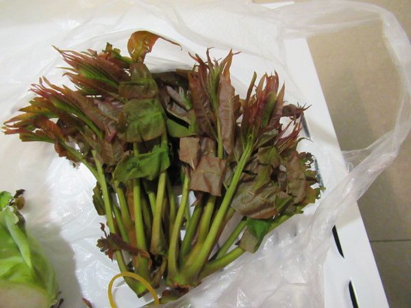 香椿去粗莖,再分細莖與葉子洗淨.