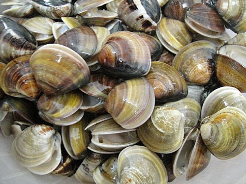 步驟1先將吐好沙的蛤蜊~
放進冷凍庫~
冰一天後.退冰就會開口笑歐~