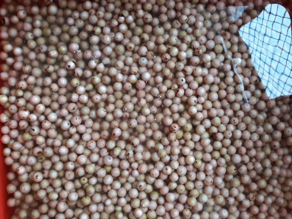 將買回來的破布子蒂頭摘取，並且清洗掉雜質，瀝去水份備用。