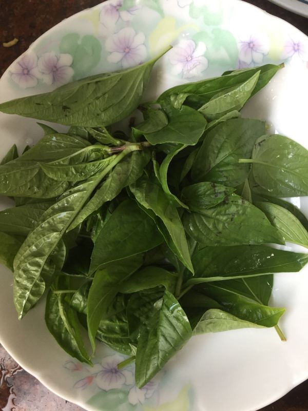 九層塔洗淨備用