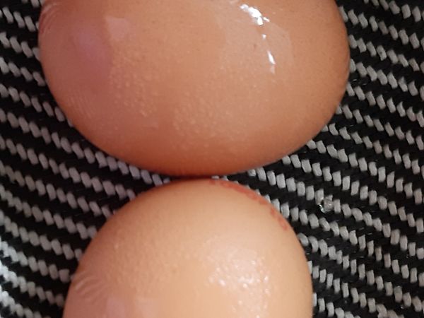 所有食材都煮熟後，準備两個土雞蛋，在旁敲開放入鍋中，完成。