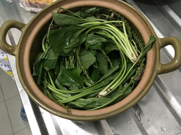 車前草洗乾淨後放入煲