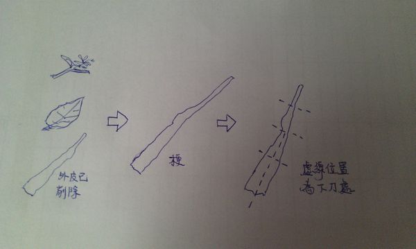 將[食材]油菜花,葉/花/梗分開,將梗外層刨除(外層口感較多纖維值不好咬),梗較粗部位從中剖開,使梗的熟成度一致,再將葉及花切成與梗長度一致