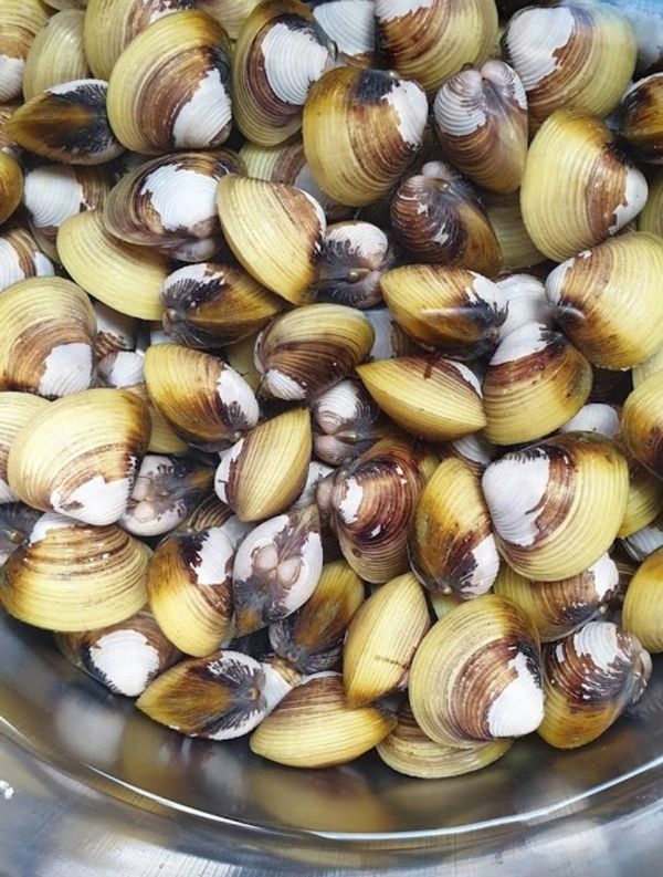 吐砂半天換約4次水（每次加一茶匙鹽）