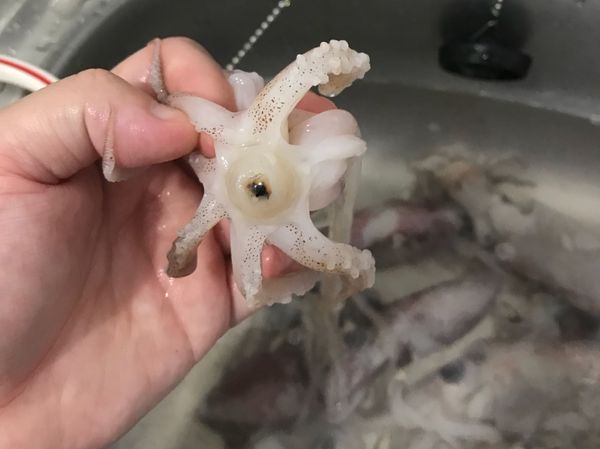 魷魚去衣後，要把嘴巴跟眼睛去除