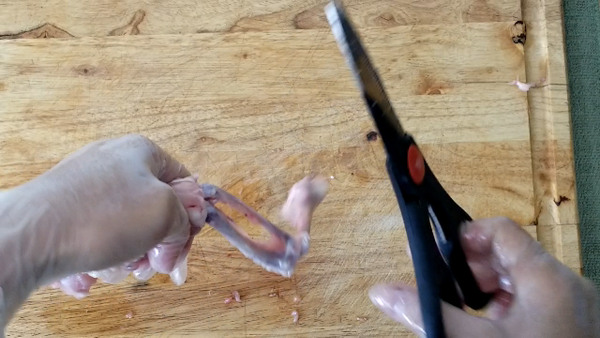 同時用左手將雞肉往下推,當雞肉與雞皮退到第二節翅時, 可以用手扭轉關節,或者用剪刀將骨頭剪下,把雞肉翻面,把雞翅的尖端切掉, 去骨完成.