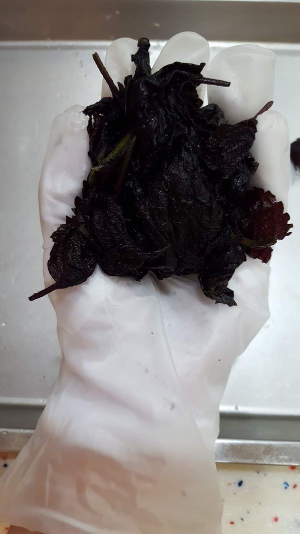 紫蘇抓一點鹽巴變軟待用