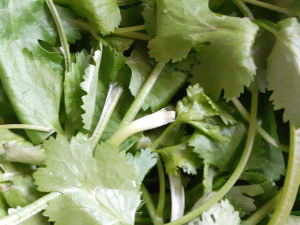 最後放入一點香菜提味。