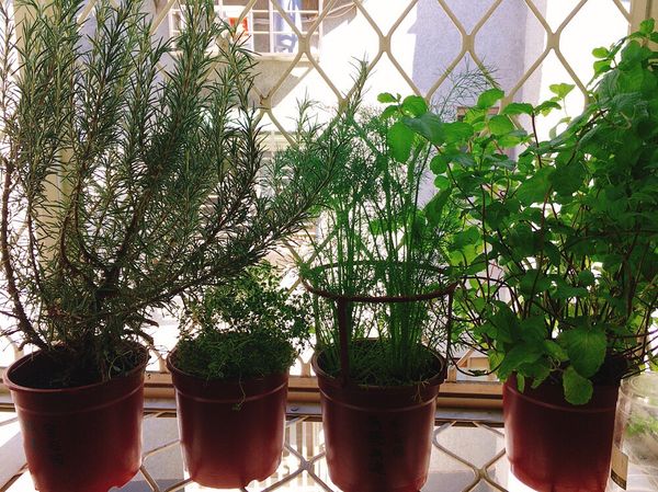 家中廚房窗臺上總是少不了香草
每次在廚房切切洗洗，總會飄來陣陣迷人的香氣⋯⋯
這回就派長得頭好壯壯的迷迭香上場