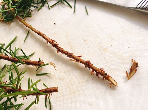 剪下迷迭香枝，將大部分葉去掉，（葉子不要丟掉，待會可用）只留頂端
枝的末端，以刀斜切出尖角，方便串肉

烤箱180度預熱