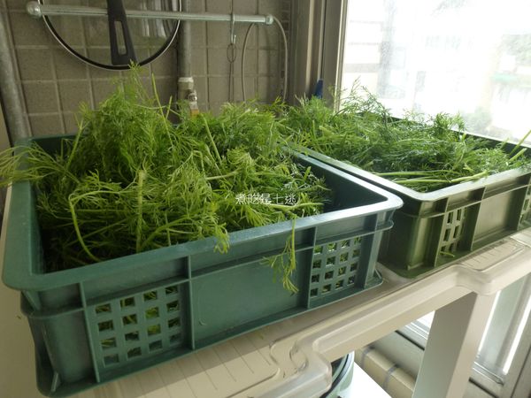 新鮮的茴香買回來，先揀除頭部粗莖，洗淨後用蔬菜脫水機脫乾，再晾乾1-2小時(看天氣)，數量多的話，要偶而翻動，讓所有的菜都可以晾乾水分
配方中一斤的茴香是指市場買回，還未整理前的重量。