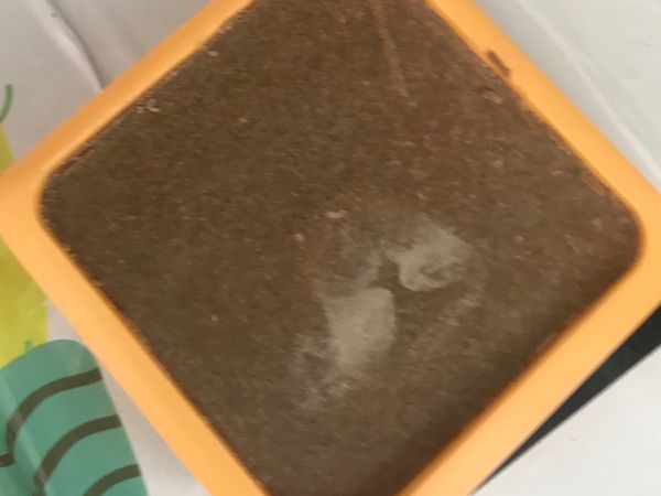 咖哩塊我用4小塊，選甜味的日本咖哩塊，喜歡辣的也可以用辣味。