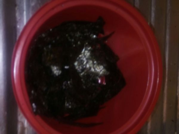 紫菜撕開成小塊。

下麥皮中，下許鼓

油。