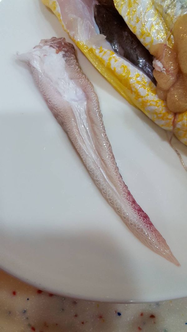 黃魚肚中的氣囊是寶貝很好吃喔