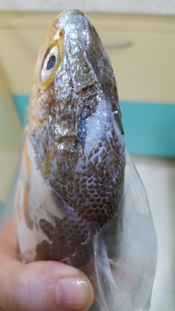 不管是野生或養殖的頭皮上有硬硬的一塊要撕掉喔，比較不腥臭