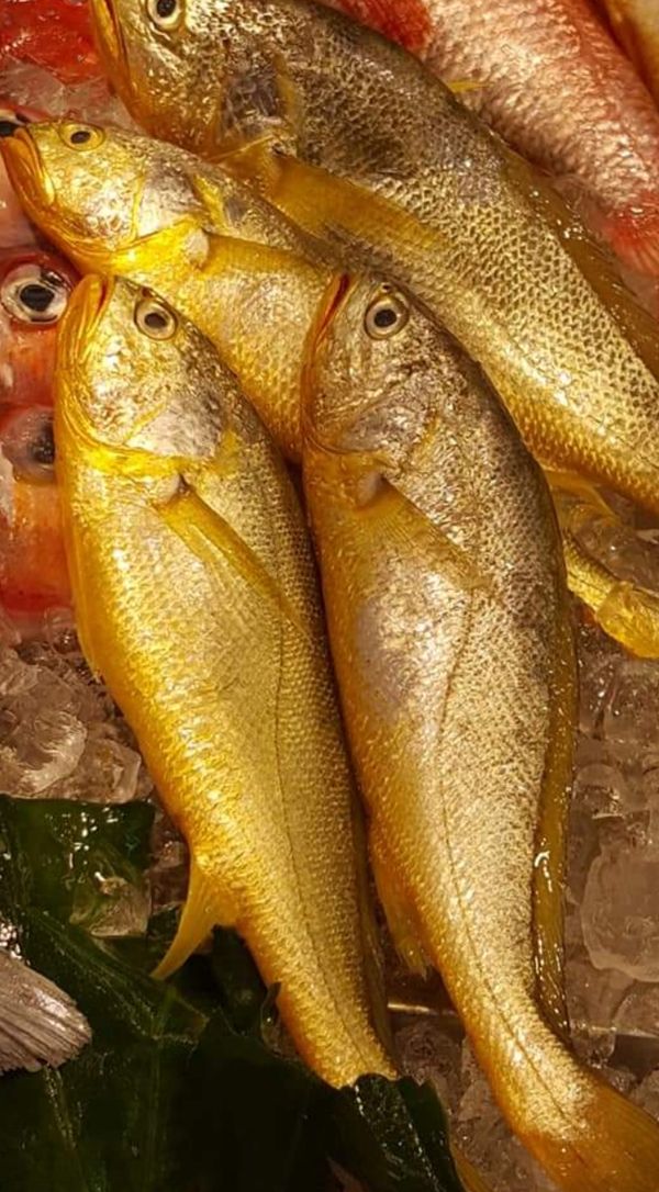 野生的身型瘦長