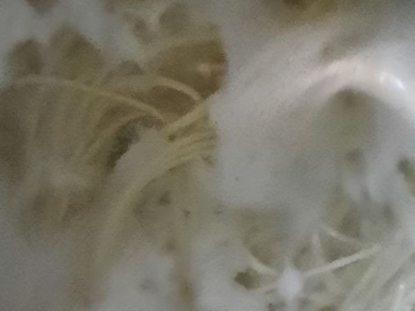 乾淨鍋子加入水煮沸，放入麵條。