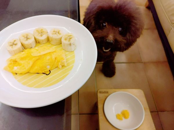 汪🐶:準備開動