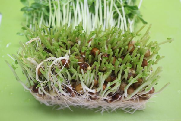 豆苗切下來感覺很清脆