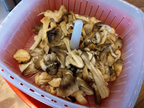 草菇洗淨對半切，燒一鍋滾水，放入一點鹽，加入草菇沸騰2分鐘，撈起晾涼