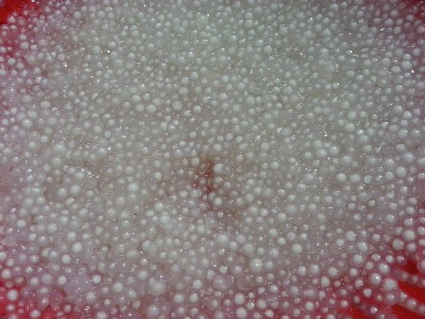 西谷米用流動冷水冲手要翻動以免結團至完全凉透。