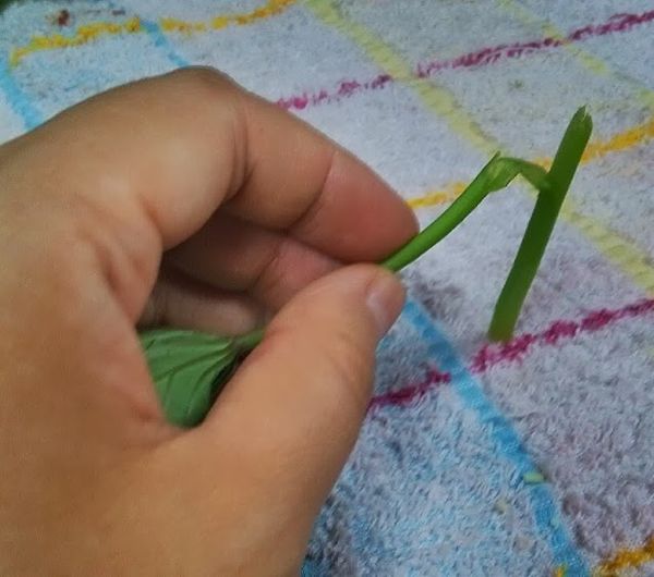 地瓜葉莖.撕除表皮.如圖片.這樣口感比較嫩.