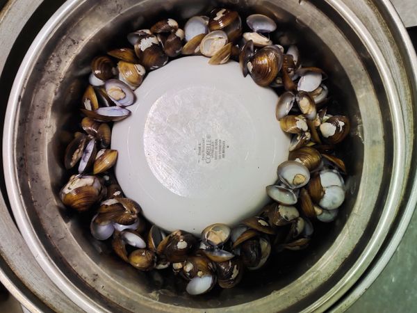 外鍋放一杯水，蓋上鍋蓋開始蒸，蒸鍋蒸好跳起就蒸好蜆精了。