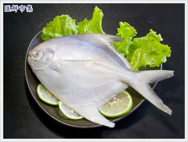 將白鯧解凍後，剖開肚，取出鰓及內臟