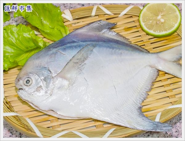 在魚肚上二面，斜切各畫二道，撒上少許米酒，在魚面上抹層薄鹽