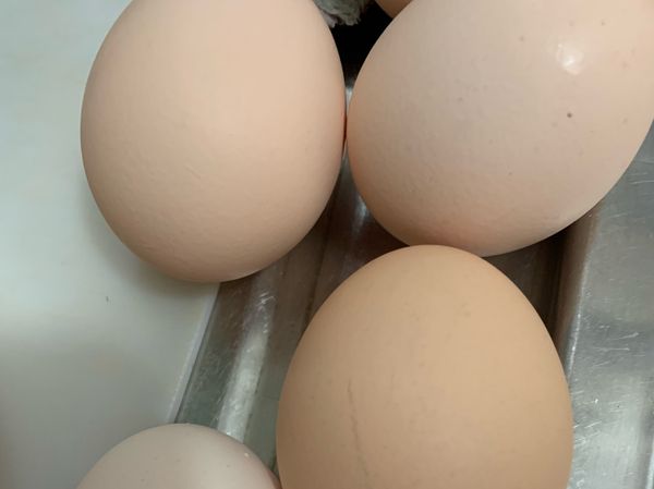 新鮮的雞蛋準備好