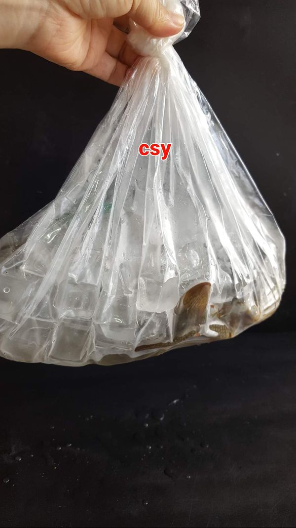 如果不敢殺螃蟹可以請老闆在螃蟹上面放一些冰塊等回家的時候螃蟹就已經奄奄一息了會比較好處理