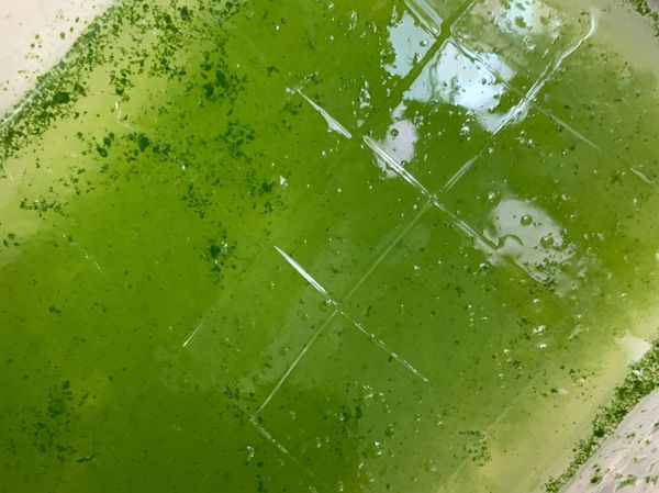 倒入鍋裏小火加入糖和冰凉粉攪拌均勻糖溶化即可，倒入食物盒內放入冰箱半小時即可凝固，拿出來切方粒👍
#另一個透明水凍也一樣做法#