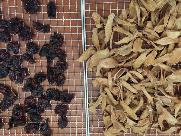 最後一次再將紅棗及薑片送入果乾機，以50度C的溫度烘20分鐘。