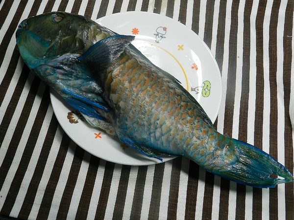 "來自馬紹爾無汙染海域，漁獲一捕獲即超低溫急速冷凍~ 全產品重金屬檢驗合格，無添加任何化學藥劑!安心天然，價格實在!"這一尾鸚哥魚蠻大尾的，如果只做一種料理，是不是有點可惜呢？